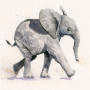 Nelly (Elephant)