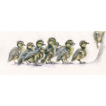 One Step Beyond (Ducklings) One Step Beyond (Ducklings)