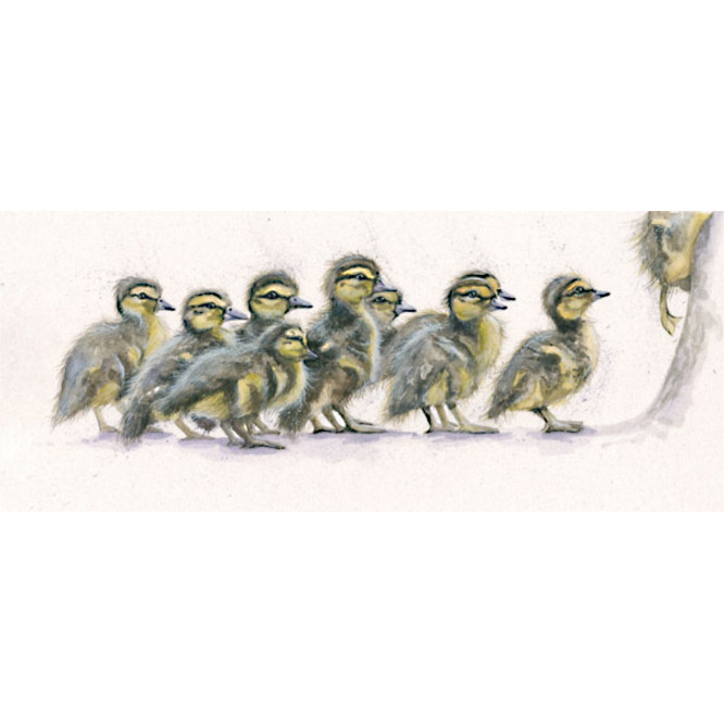 One Step Beyond (Ducklings) One Step Beyond (Ducklings)