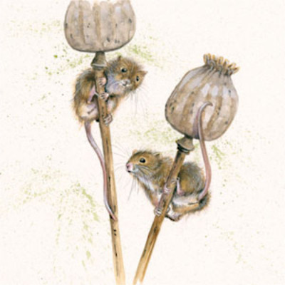 I Seed You First (Dormouse)