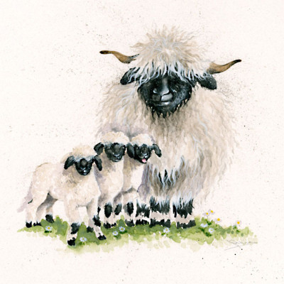 Happy Valais (Valais Sheep)