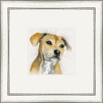 Bailey (Staffie)
