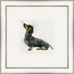 Banger (Dachshund) Banger (Dachshund)