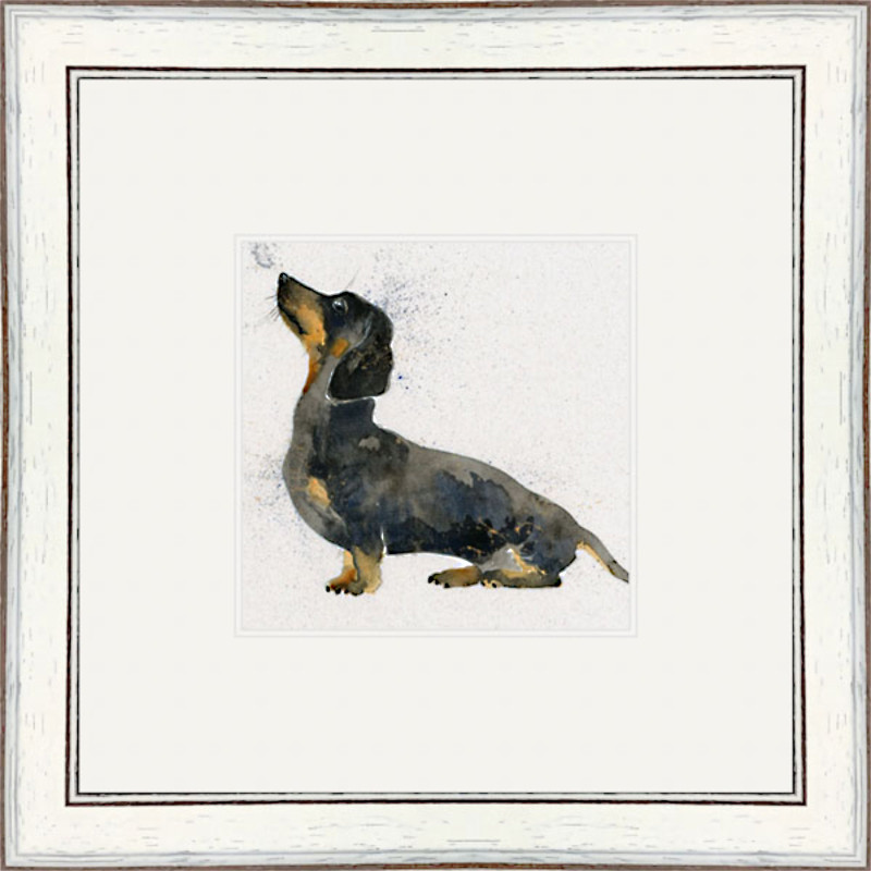 Banger (Dachshund) Banger (Dachshund)