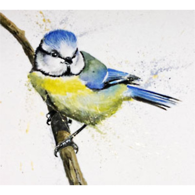 Little Blue (Blue Tit)