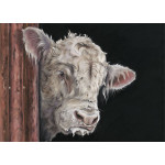 Allo, Allo - Charolais Bull