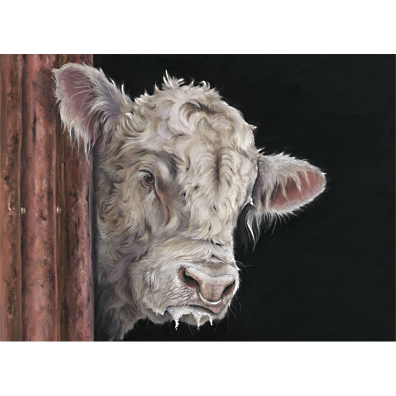 Allo, Allo - Charolais Bull