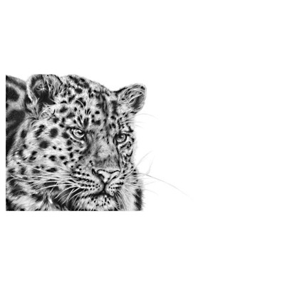Cold Stealth (Amur Leopard)