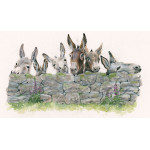 Talk To The Wall - Donkeys LGE Talk To The Wall - Donkeys LGE