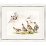 Fifty Shades (Grey Partridge) - LGE Fifty Shades (Grey Partridge) - LGE