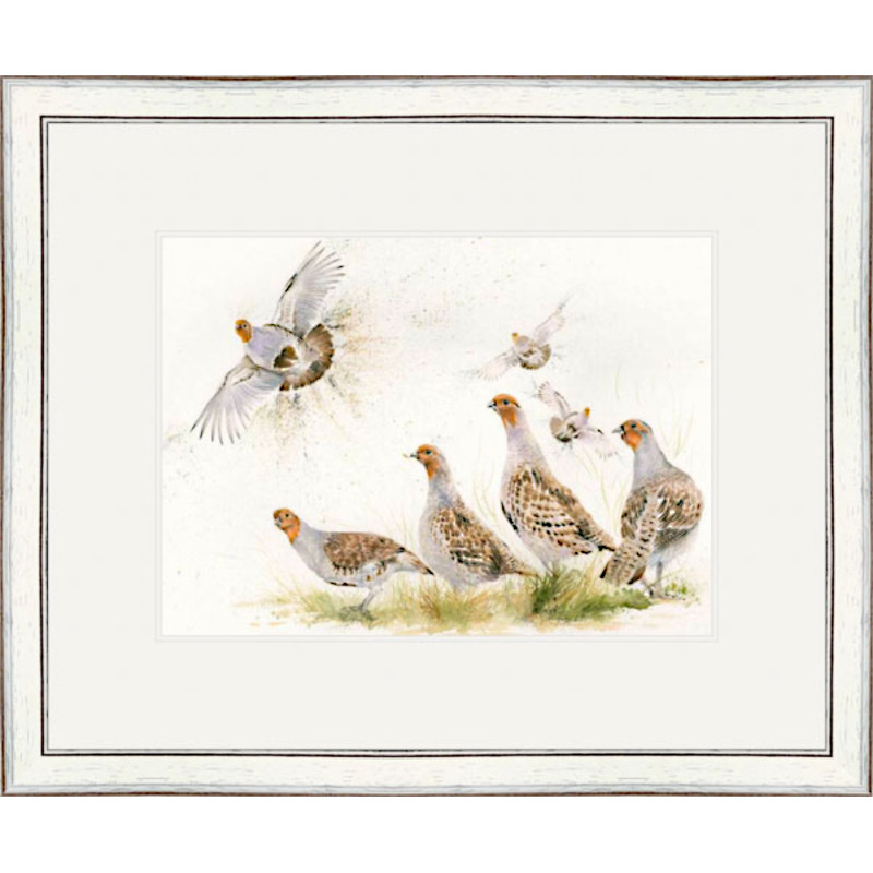 Fifty Shades (Grey Partridge) - SML