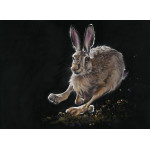 Flying Start (Hare) - MED Flying Start (Hare) - MED