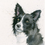 Freya (Border Collie) Freya (Border Collie)