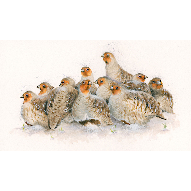 Full English - English Partridge SML Full English - English Partridge SML