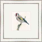 Gold Finger (Gold Finch) Gold Finger (Gold Finch)