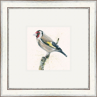 Gold Finger (Gold Finch)