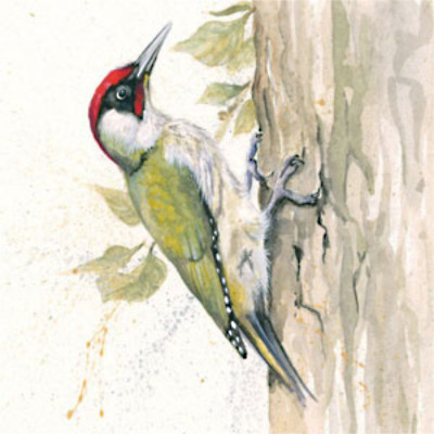Knock Knock (Green Woodpecker)