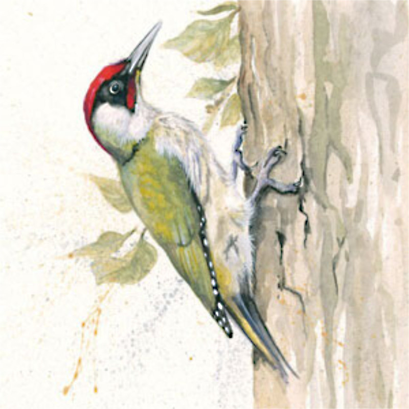 Knock Knock (Green Woodpecker) Knock Knock (Green Woodpecker)