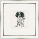 Jasper (Springer) Jasper (Springer)