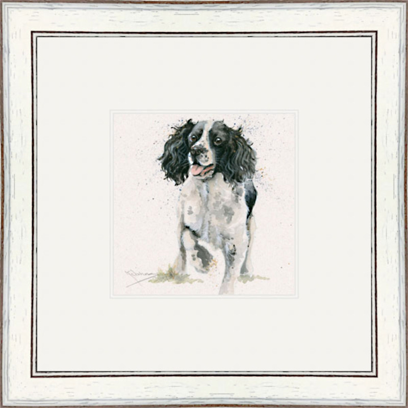 Jasper (Springer) Jasper (Springer)