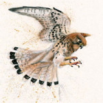 Birds Eye View (Kestrel) Birds Eye View (Kestrel)