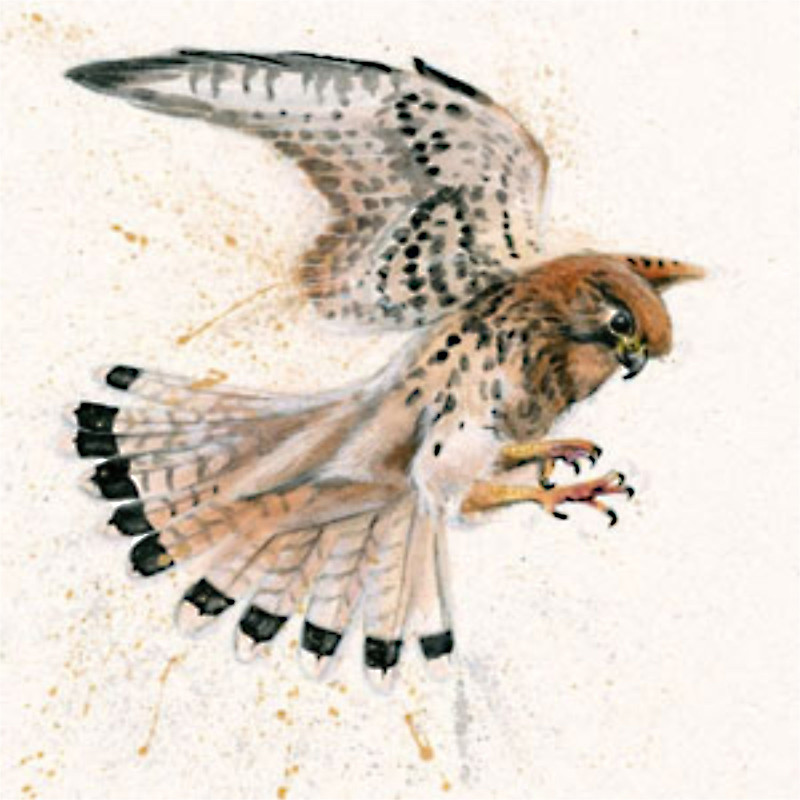 Birds Eye View (Kestrel) Birds Eye View (Kestrel)