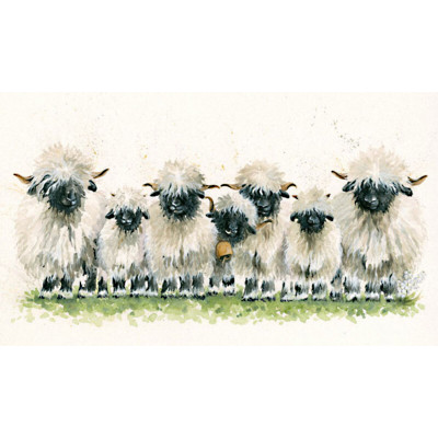 Lily of The Valais (Valais Sheep)