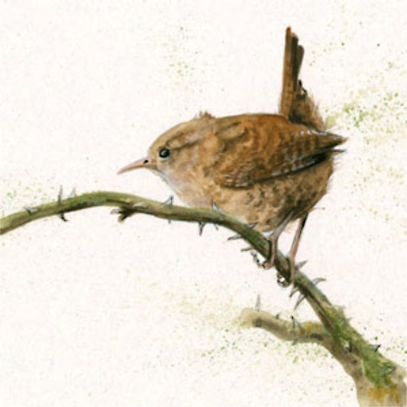 Little Wren (Wren) Little Wren (Wren)