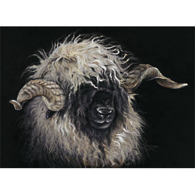 Mr Blacknose (Valais Ram)