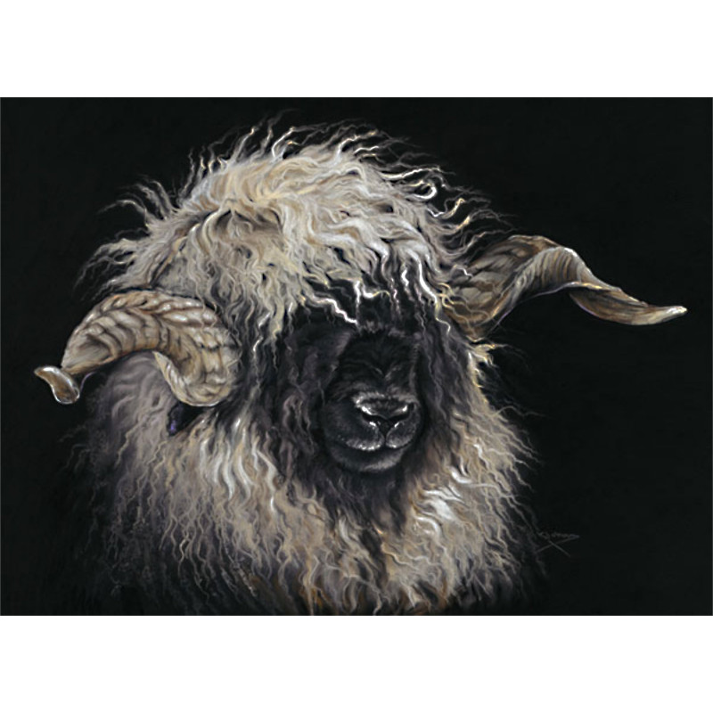 Mr Blacknose (Valais Ram) Mr Blacknose (Valais Ram)