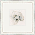 Oscar (Bichon Frise) Oscar (Bichon Frise)