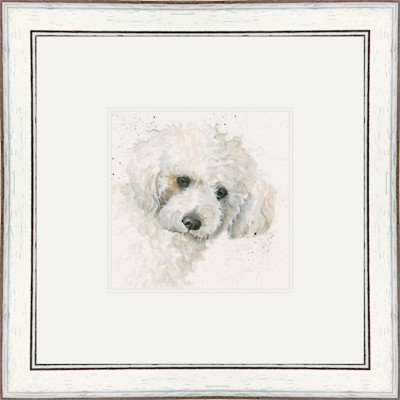 Oscar (Bichon Frise) Oscar (Bichon Frise)