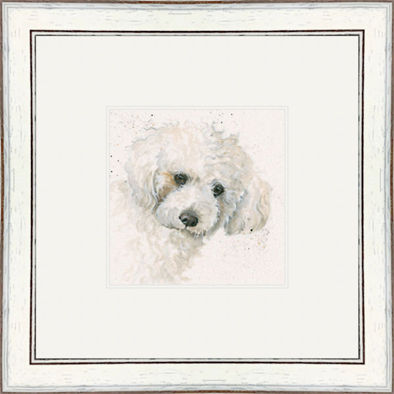 Oscar (Bichon Frise) Oscar (Bichon Frise)