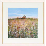 Wild Summer Meadow