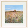 Wild Summer Meadow