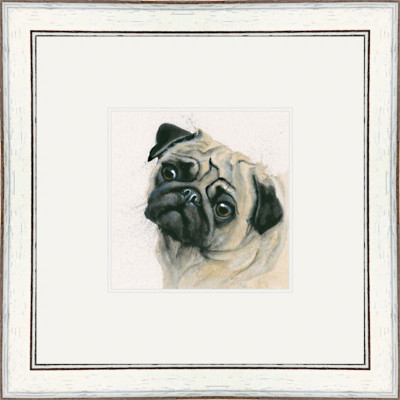 Pugsey (Pug) Pugsey (Pug)