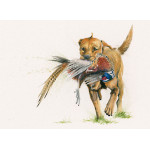 Return To Sender (Fox Red Labrador) Return To Sender (Fox Red Labrador)