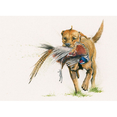 Return To Sender (Fox Red Labrador)