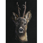 Roe Call - Roe Deer Roe Call - Roe Deer