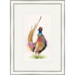 Romeo (Pheasant) - SML Romeo (Pheasant) - SML