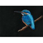 Royal Blue (Kingfisher) - LGE Royal Blue (Kingfisher) - LGE