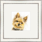 Stanley (Yorkshire Terrier) Stanley (Yorkshire Terrier)