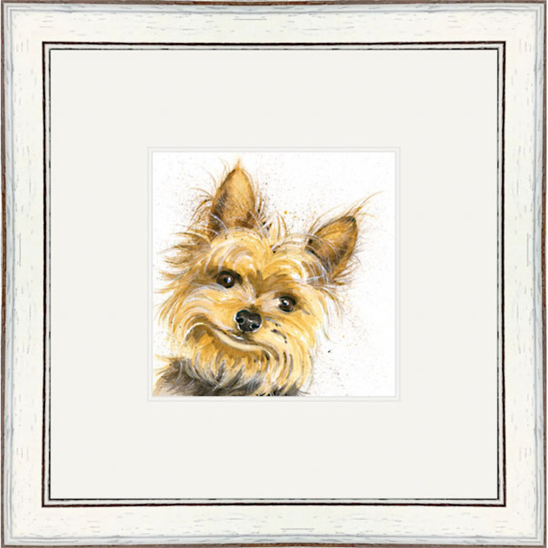 Stanley (Yorkshire Terrier) Stanley (Yorkshire Terrier)