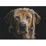 Red Eye - Fox Red Labrador LGE Red Eye - Fox Red Labrador LGE