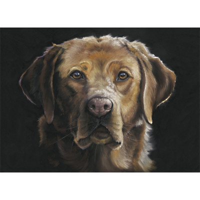 Red Eye - Fox Red Labrador
