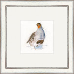 The Englishman (Grey Partridge)