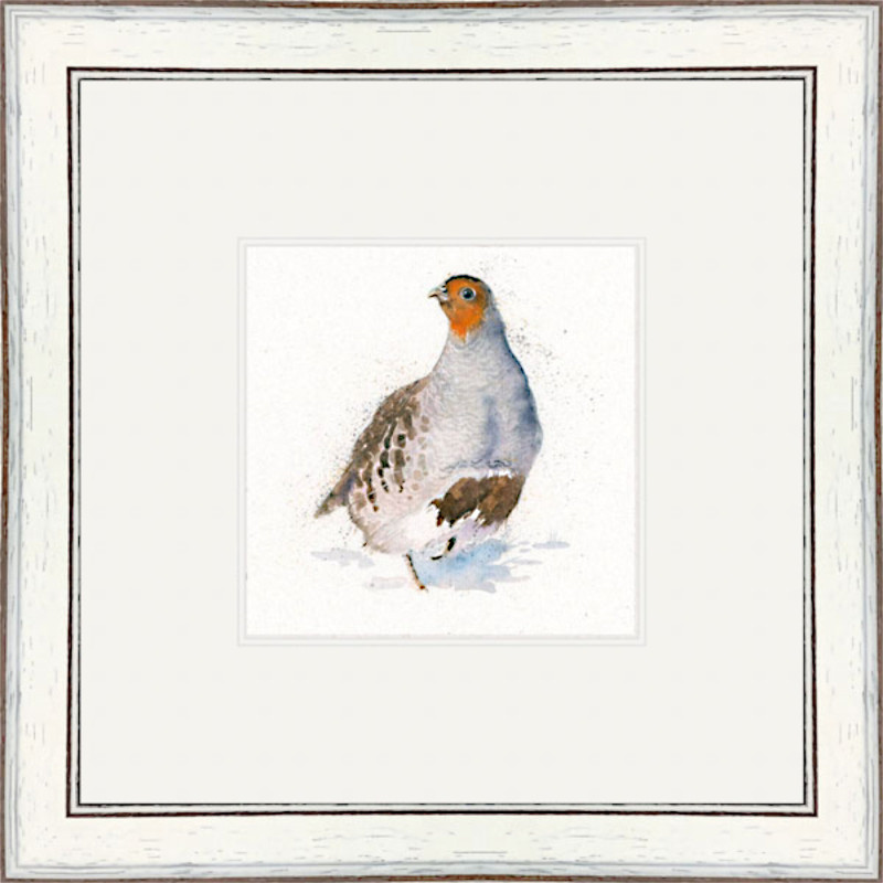The Englishman (Grey Partridge)