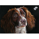 The Feather (Spaniel) - SML