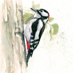 Who's There ? (Greater Spotted Woodpecker) Who's There ? (Greater Spotted Woodpecker)