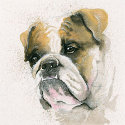 Winston (Bulldog)